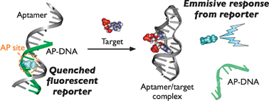 Graphical abstract: Label-free aptamer-based sensor using abasic site-containing DNA and a nucleobase-specific fluorescent ligand