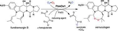 Graphical abstract: FtmOx1, a non-heme Fe(ii) and α-ketoglutarate-dependent dioxygenase, catalyses the endoperoxide formation of verruculogen in Aspergillus fumigatus