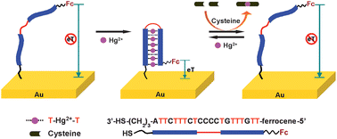 Graphical abstract: A regenerative electrochemical sensor based on oligonucleotide for the selective determination of mercury(ii)