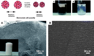 Graphical abstract: Hierarchically aligned porous scaffold by ice-segregation-induced self-assembly and thermally triggered electrostatic self-assembly of oppositely charged thermosensitive microgels