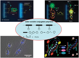 Graphical abstract: Water-soluble fluorescent conjugated polymers and their interactions with biomacromolecules for sensitive biosensors