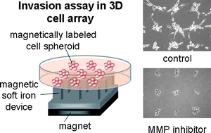 Graphical abstract: Three-dimensional cell culture array using magnetic force-based cell patterning for analysis of invasive capacity of BALB/3T3/v-src
