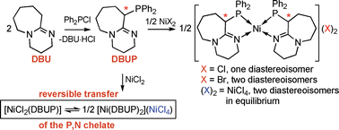 Graphical abstract: Anion effect in the diastereoselective formation of bischelated Ni(II) complexes with a novel, chiral phosphine derived from 1,8-diazabicyclo[5.4.0]undec-7-ene (DBU)
