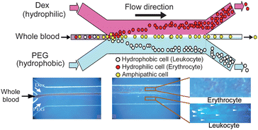 Graphical abstract: Cell separation by an aqueous two-phase system in a microfluidic device