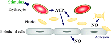 Graphical abstract: The dual nature of extracellular ATP as a concentration-dependent platelet P2X1 agonist and antagonist
