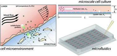 Graphical abstract: Fundamentals of microfluidic cell culture in controlled microenvironments