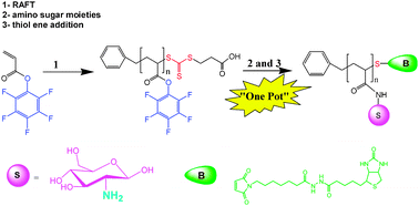 Graphical abstract: One- pot synthesis and biofunctionalization of glycopolymersviaRAFT polymerization and thiol–ene reactions