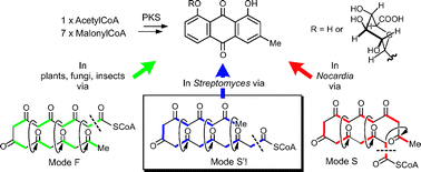 Graphical abstract: Multiple convergence in polyketide biosynthesis: a third folding mode to the anthraquinonechrysophanol