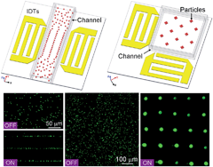 Graphical abstract: Acoustic tweezers: patterning cells and microparticles using standing surface acoustic waves (SSAW)