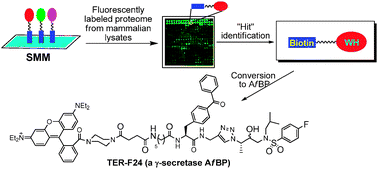 Graphical abstract: Small molecule microarray-facilitated screening of affinity-based probes (AfBPs) for γ-secretase