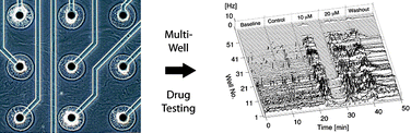 Graphical abstract: Agarose microwell based neuronal micro-circuit arrays on microelectrode arrays for high throughput drug testing