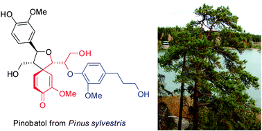 Graphical abstract: An update on lignans: natural products and synthesis