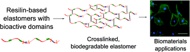 Graphical abstract: Hydrophilic elastomeric biomaterials based on resilin-like polypeptides