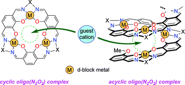 Graphical abstract: Cyclic and acyclic oligo(N2O2) ligands for cooperative multi-metal complexation