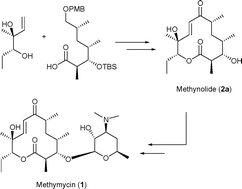 Graphical abstract: Total synthesis of methymycin