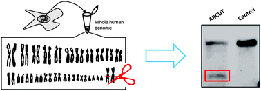 Graphical abstract: Site-selective scission of human genome by artificial restriction DNA cutter