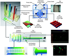 Graphical abstract: Microfluidic system with integrated electroosmotic pumps, concentration gradient generator and fish cell line (RTgill-W1)—towards water toxicity testing