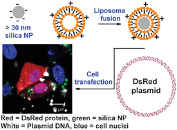 Graphical abstract: Silica nanoparticle supported lipid bilayers for gene delivery