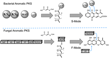 Graphical abstract: Cyclization of aromatic polyketides from bacteria and fungi