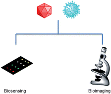 Graphical abstract: Viruses and their potential in bioimaging and biosensing applications
