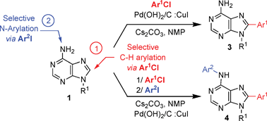 Graphical abstract: A site selective C–H arylation of free-(NH2) adenines with aryl chlorides: Application to the synthesis of 6,8-disubstituted adenines