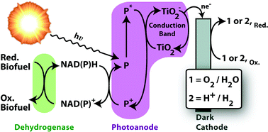 Graphical abstract: Solar energy conversion in a photoelectrochemical biofuel cell