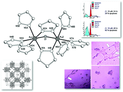 Graphical abstract: Dual anti-angiogenic and cytotoxic properties of ruthenium(iii) complexes containing pyrazolato and/or pyrazole ligands