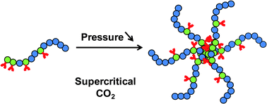 Graphical abstract: SANS study of the self-organization of gradient copolymers with ligand groups in supercritical CO2