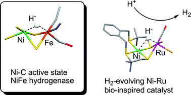 Graphical abstract: Mechanism of hydrogen evolution catalyzed by NiFe hydrogenases: insights from a Ni–Ru model compound