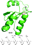 Graphical abstract: A residue outside the active site CXXC motif regulates the catalytic efficiency of Glutaredoxin 3