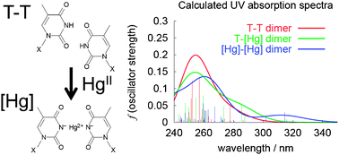 Graphical abstract: Effects of mercury(ii) on structural properties, electronic structure and UV absorption spectra of a duplex containing thymine–mercury(ii)–thymine nucleobase pairs
