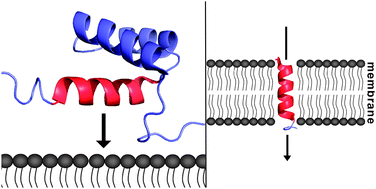 Graphical abstract: Helical membrane peptides to modulate cell function