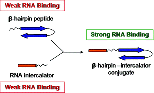 Graphical abstract: Design of a β-hairpin peptide-intercalator conjugate for simultaneous recognition of single stranded and double stranded regions of RNA
