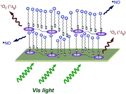Graphical abstract: Bichromophoric multilayer films for the light-controlled generation of nitric oxide and singlet oxygen