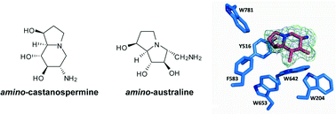 Graphical abstract: Inhibition of the exo-β-d-glucosaminidase CsxA by a glucosamine-configured castanospermine and an amino-australine analogue