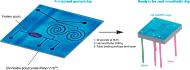 Graphical abstract: “Print-n-Shrink” technology for the rapid production of microfluidic chips and protein microarrays