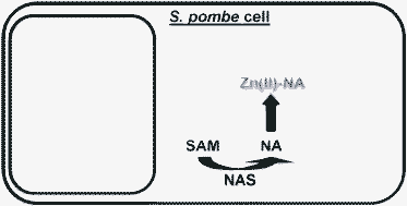 Graphical abstract: Nicotianamine forms complexes with Zn(ii)in vivo