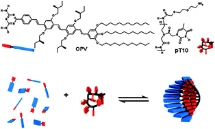 Graphical abstract: ssPNA templated assembly of oligo(p-phenylenevinylene)s