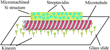 Graphical abstract: A nano-needle/microtubule composite gliding on a kinesin-coated surface for target molecule transport