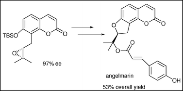 Graphical abstract: Highly enantioselective synthesis of angelmarin