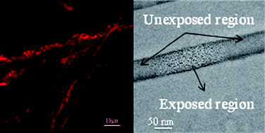 Graphical abstract: Size tuning of Au nanoparticles formed by electron beam irradiation of Au25 quantum clusters anchored within and outside of dipeptide nanotubes