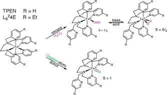 Graphical abstract: Mononuclear iron complexes relevant to nonheme iron oxygenases. Synthesis, characterizations and reactivity of Fe-Oxo and Fe-Peroxo intermediates