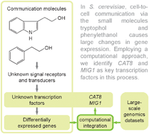 Graphical abstract: Transcriptional control of the quorum sensing response in yeast