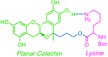 Graphical abstract: Intramolecular base-accelerated radical-scavenging reaction of a planar catechin derivative bearing a lysine moiety