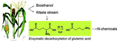 Graphical abstract: The application of glutamic acid α-decarboxylase for the valorization of glutamic acid