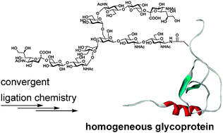 Graphical abstract: Advances in chemical ligation strategies for the synthesis of glycopeptides and glycoproteins