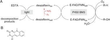 Graphical abstract: Deazaflavins as mediators in light-driven cytochrome P450 catalyzed hydroxylations