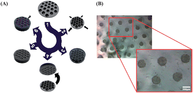 Graphical abstract: Tunable shrink-induced honeycomb microwell arrays for uniform embryoid bodies