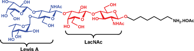 Graphical abstract: Total synthesis of LeA-LacNAc pentasaccharide as a ligand for Clostridium difficile toxin A