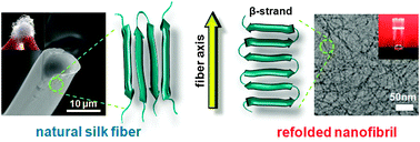 Graphical abstract: Two distinct β-sheet fibrils from silk protein
